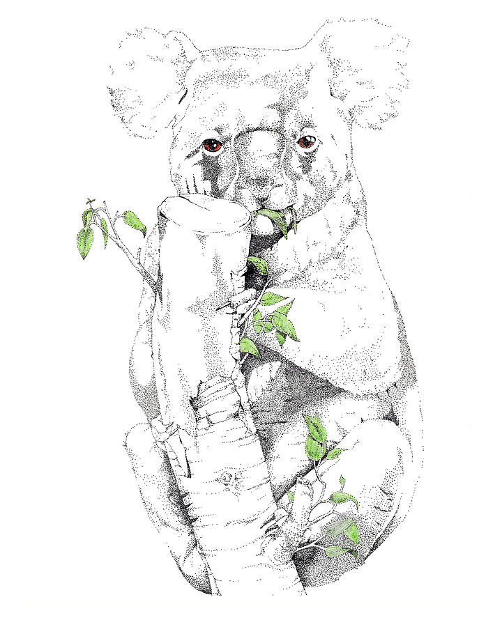 Australian Koala Drawing by Marian Murdoch