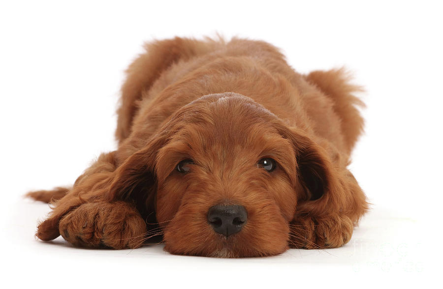 Australian Labradoodle puppy, chin on the floor Photograph by Warren Photographic