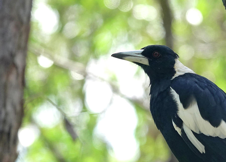 Australian Magpie Photograph by Maryse Jansen