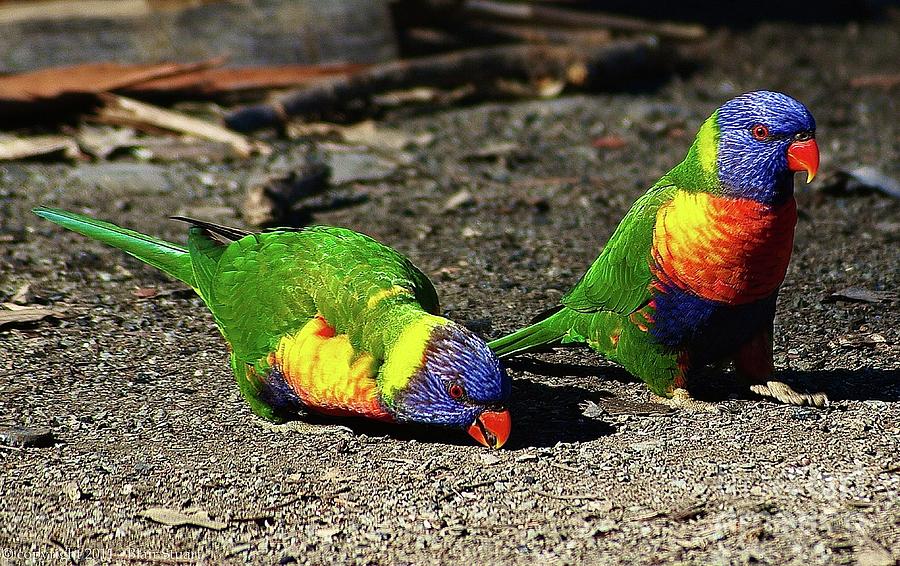 Australian Native Birds - Parakeets  Photograph by Blair Stuart