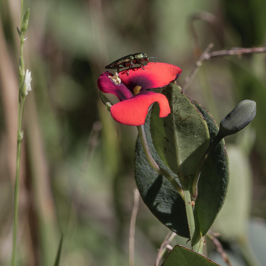 Australian Native Pea Flower Photograph By Elaine Teague Fine Art America 2808