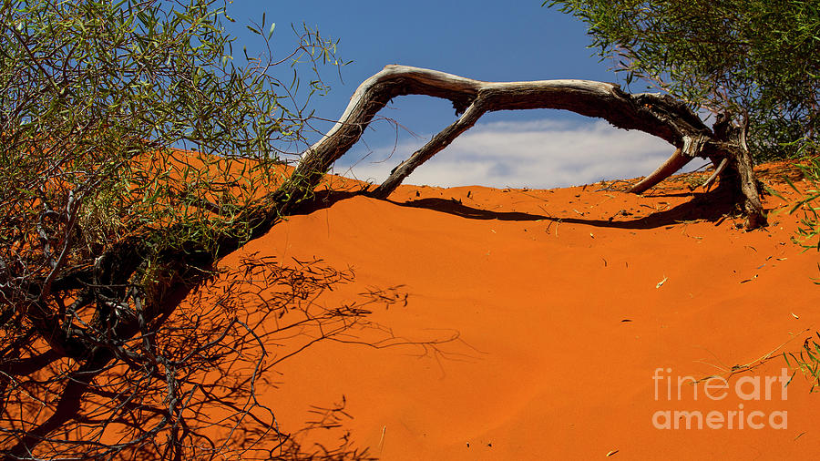 Australian outback Photograph by Agnes Caruso