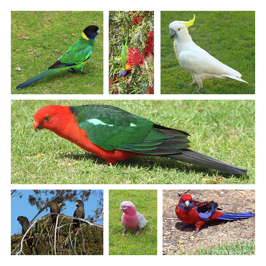 med hensyn til hørbar Mindre Australian parrots Photograph by Ines Porada