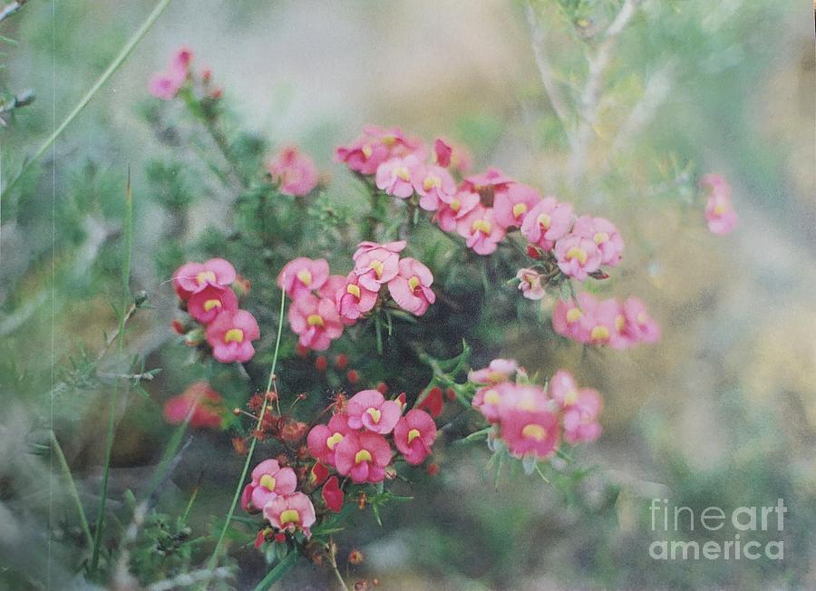 Nature Photograph - Australian Pea Flower - Wildflowers of Australia by Miriam Danar
