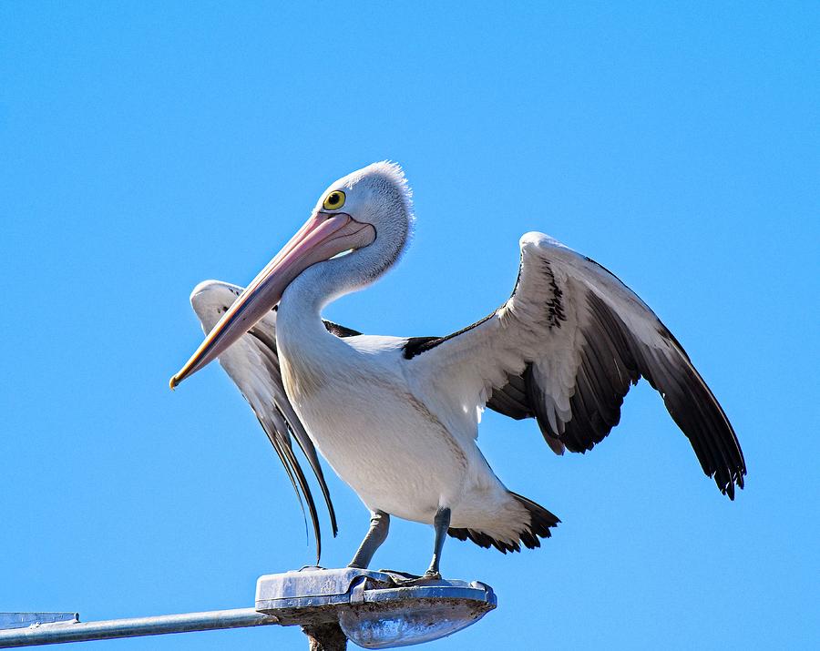 Australian Pelican 2 Photograph by Steven Ralser