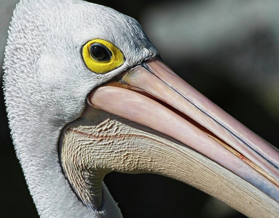Australian pelican -closeup 2 Photograph by Steven Ralser
