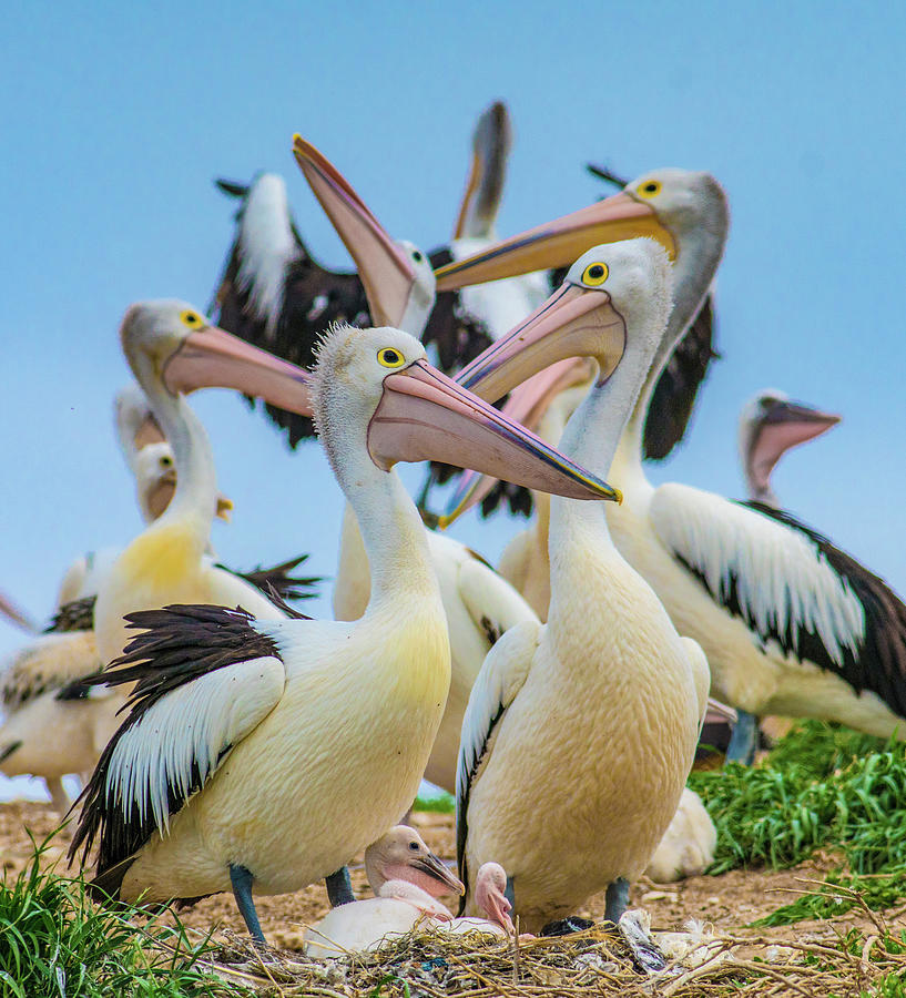 Pelican Photograph - Australian Pelican Colony, Penguin Island, Australia I by Tim Fitzharris