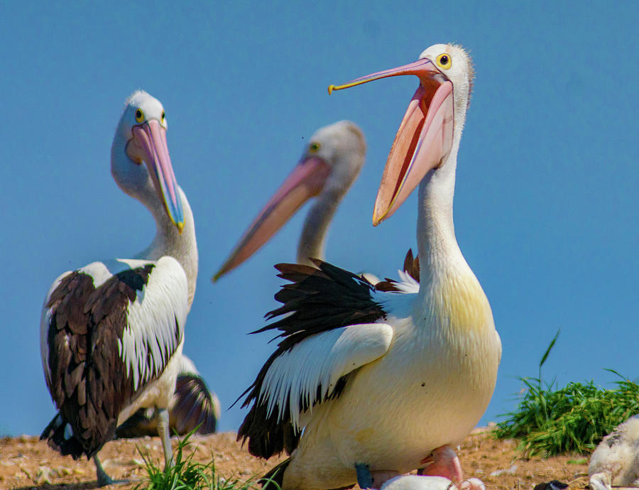 Pelican Photograph - Australian Pelican Colony, Penguin Island, Australia III by Tim Fitzharris
