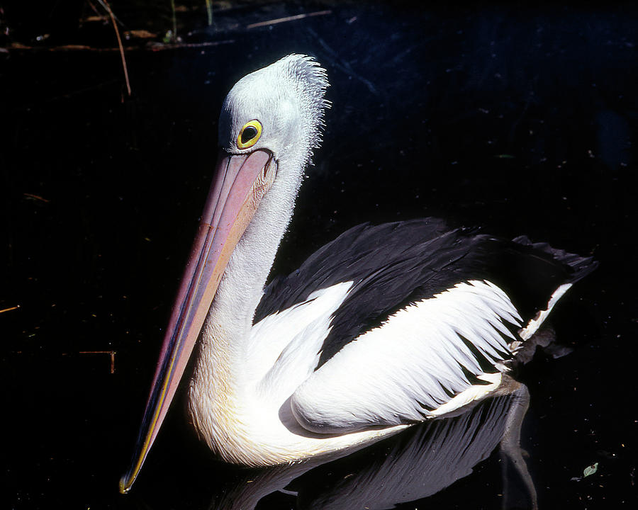 Australian Pelican Photograph by Jerry Griffin