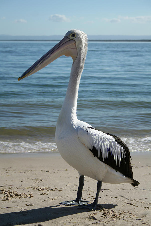 Australian Pelican Photograph by Maryse Jansen