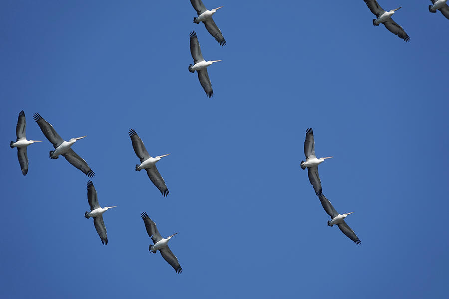 Australian Pelicans in Flight Photograph by Maryse Jansen