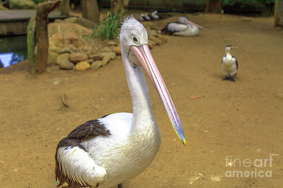 Australian pelicans standing Photograph by Benny Marty