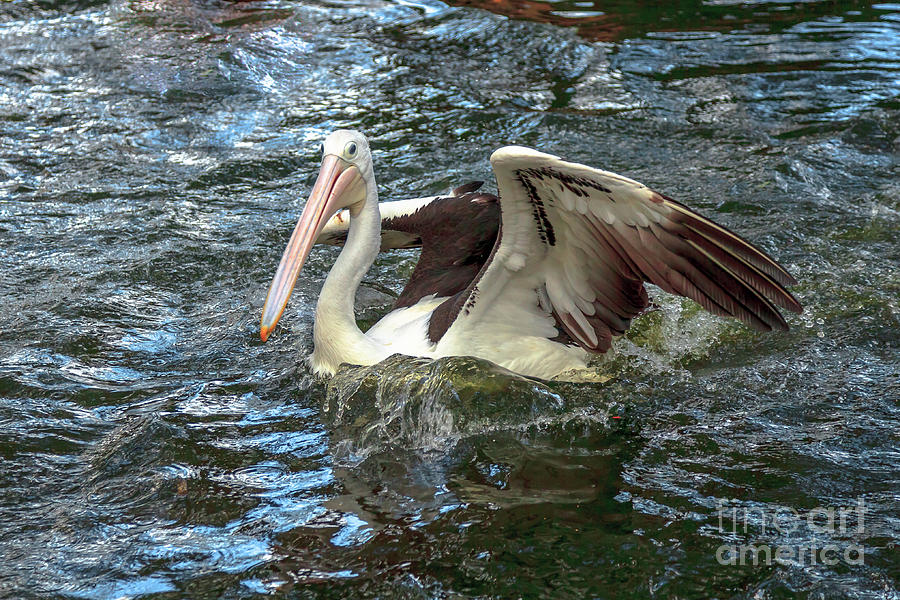 Australian pelicans swims Photograph by Benny Marty