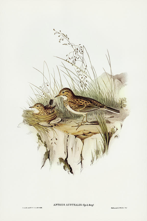 Australian Pipit, Anthus Australis Drawing by John Gould - Fine Art America