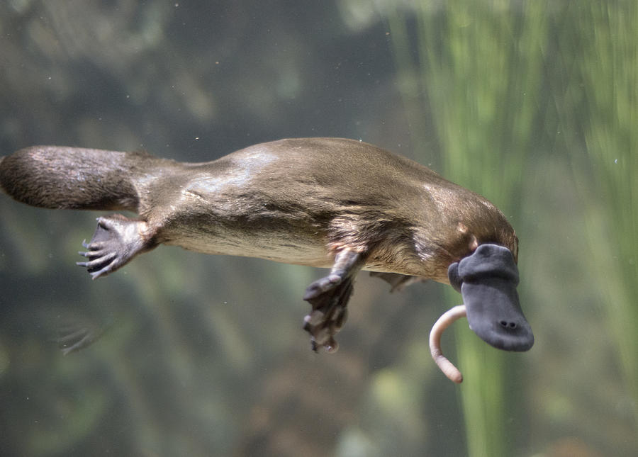 Australian Platypus Photograph by JohnCarnemolla