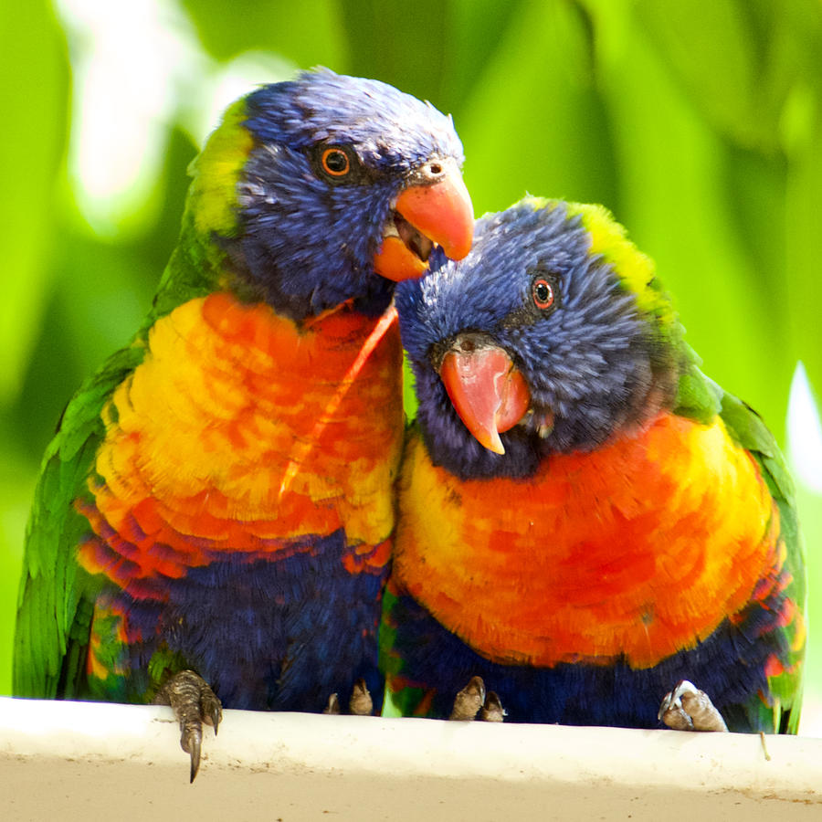 Australian Rainbow Lorikeets, Trichoglossus haematodus. Digital Art by ...