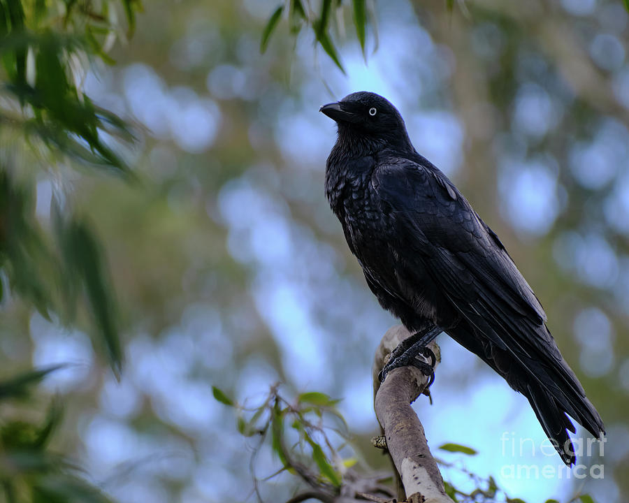 Australian Raven Photograph by Neil Maclachlan - Fine Art America