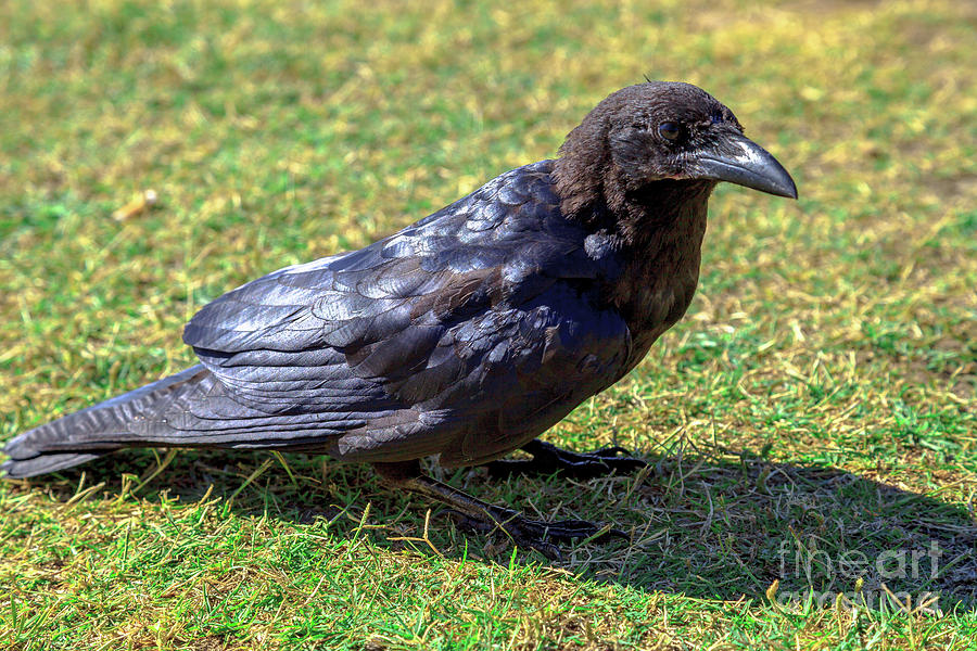 Australian raven on the grass Photograph by Benny Marty