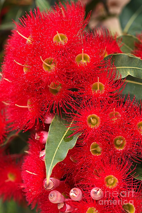 Nature Photograph - Australian Red Eucalyptus Flowers by Joy Watson