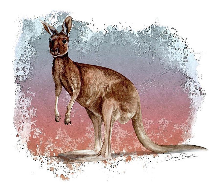 Australian Red Kangaroo Painting by Simon Read