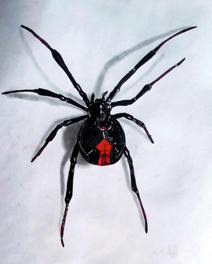 Halloween Drawing - Australian redback spider 3d Art by Dr Mubarak Muhammad Ali