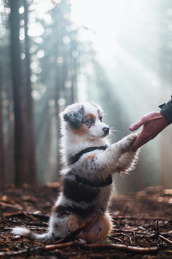 Australian Shepher gives her paw to his master Photograph by Vaclav Sonnek
