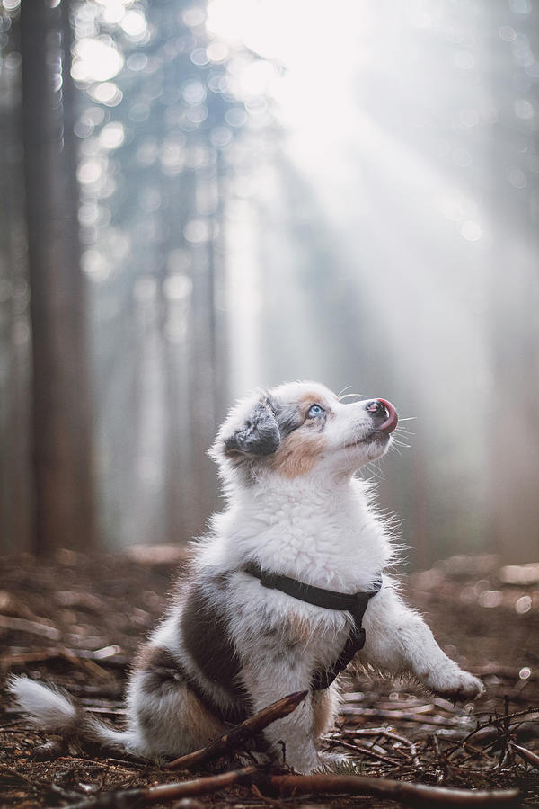 Australian Shepherd Puppy Happy To Be Outside Photograph