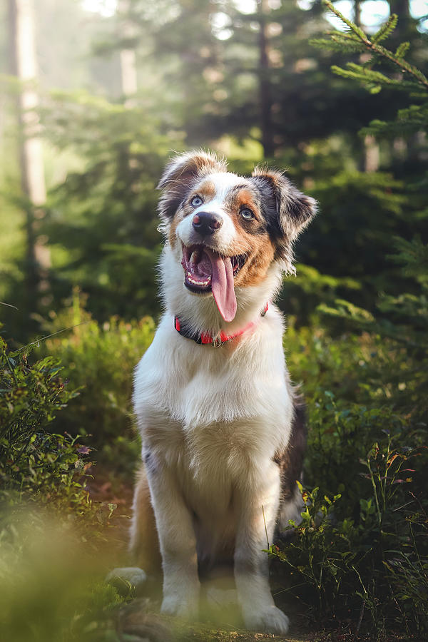 Australian Shepherd puppy laughing all over the place in the forest ...