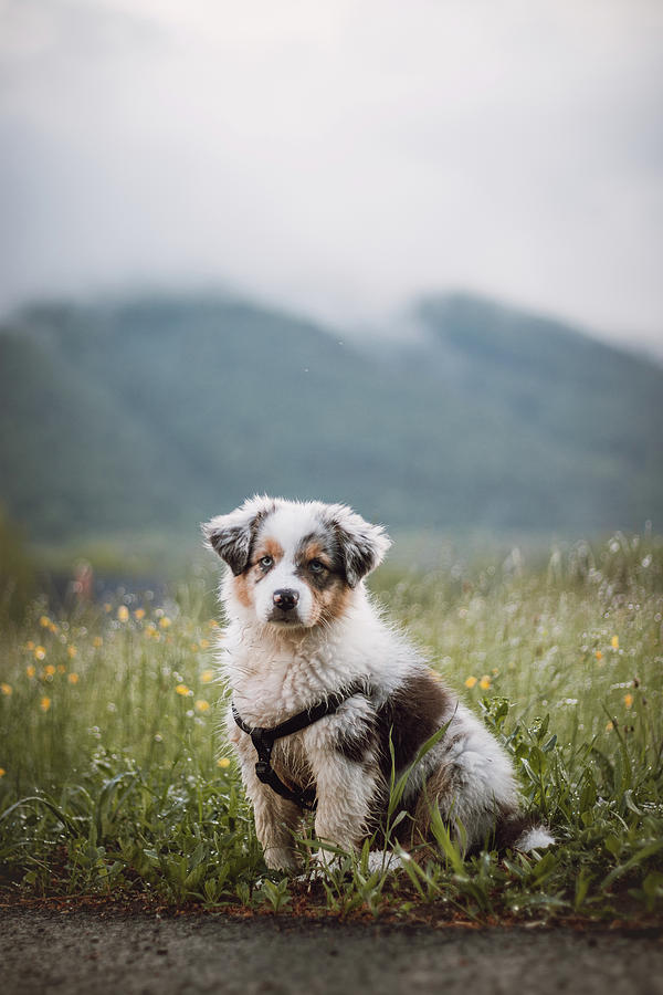 Australian Shepherd puppy Photograph by Vaclav Sonnek