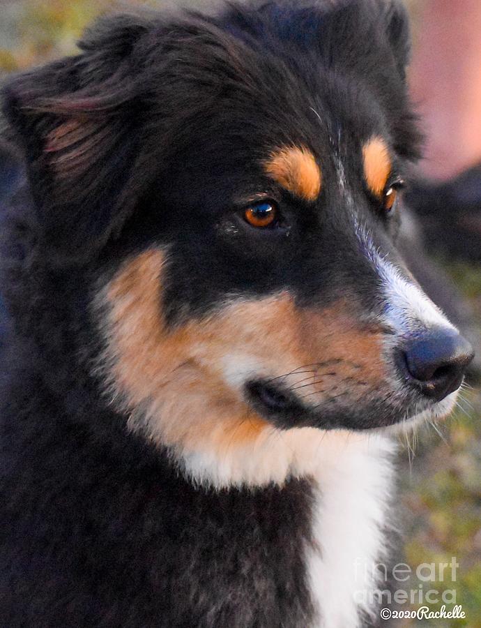 Australian Shepherd Side View Photograph By Rachelle Celebrity