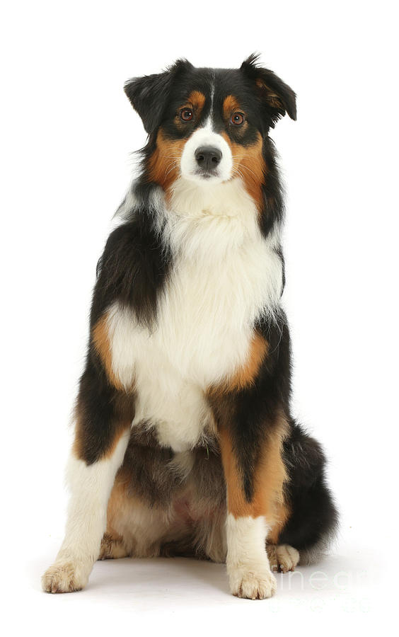 Australian Shepherd sitting Photograph by Warren Photographic - Pixels