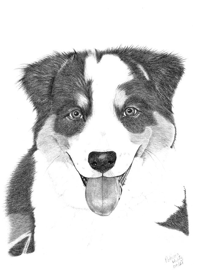 Black And White Drawing - Australian Sheppard by Patricia Hiltz