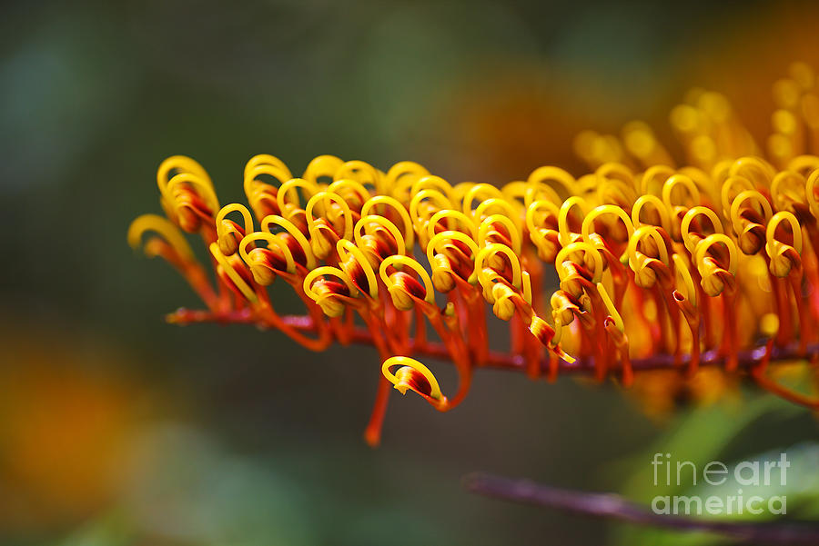 Australian Silky Oak Flower Photograph by Joy Watson