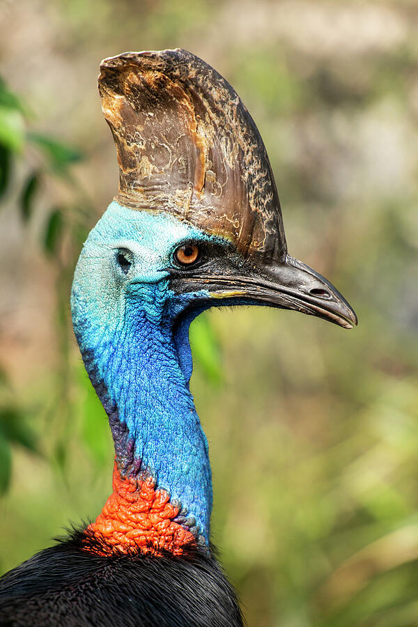 Australian Southern Cassowary Photograph by Rob D - Fine Art America