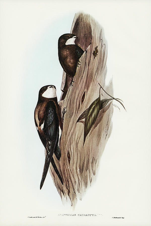 John Gould Drawing - Australian Spine-tailed Swallow, Acanthylis caudacuta by John Gould