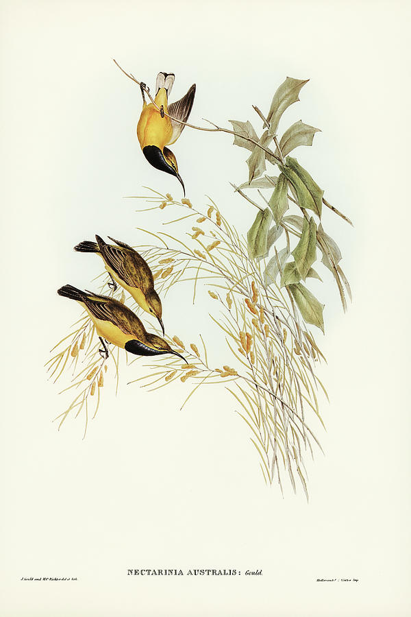 John Gould Drawing - Australian Sun-bird, Nectarinia australis by John Gould