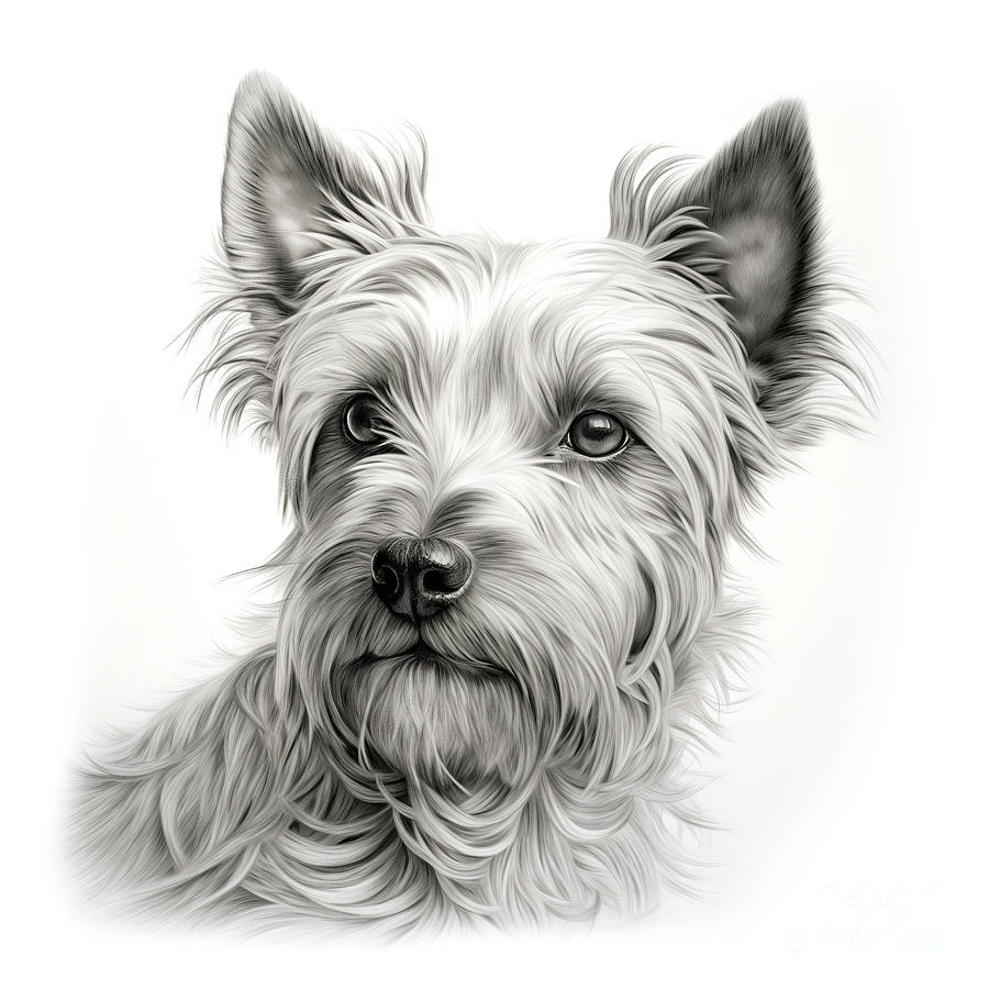 Australian Terrier 1 Pencil Drawing Drawing by Robert Deering - Fine ...