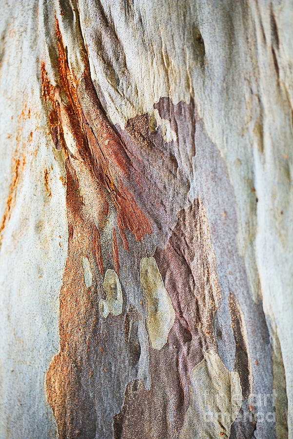 Australian Tones Eucalyptus Trunk Photograph by Joy Watson