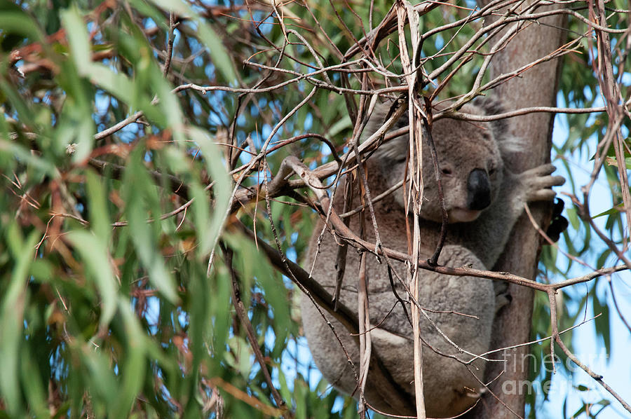 Australian Tree Climber Photograph by Bob Phillips