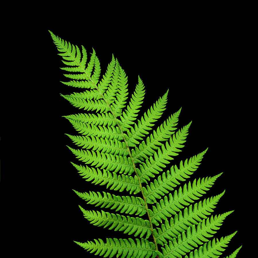 Australian Tree Fern Leaves Photograph by Craig Brewer - Fine Art America