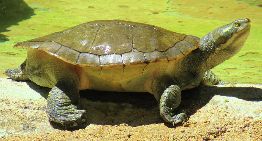 Australian Turtle 1 Photograph By Randall Weidner - Pixels