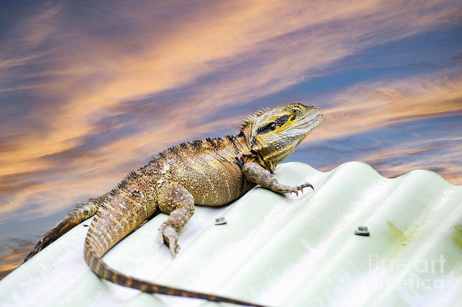Australian Water Dragon found in the eastern coast of Australia. Photograph by Gunther Allen