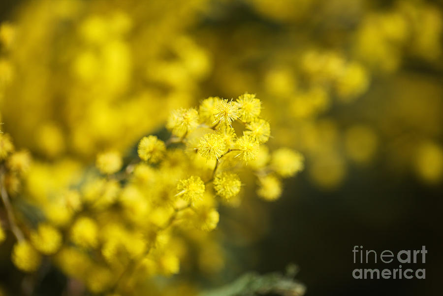 Australian Wattle Tree Flowers Photograph by Joy Watson
