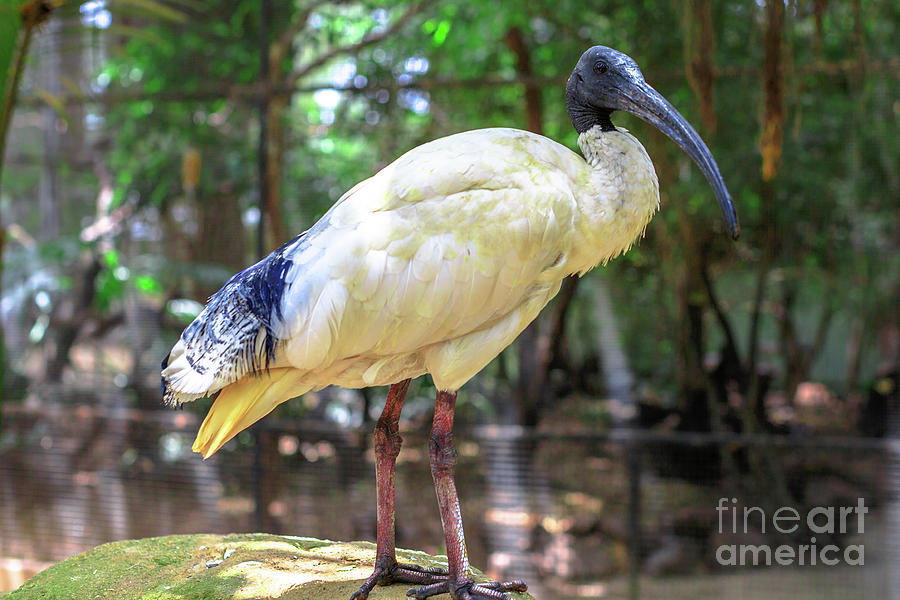 Ibis Photograph - Australian white ibis by Benny Marty