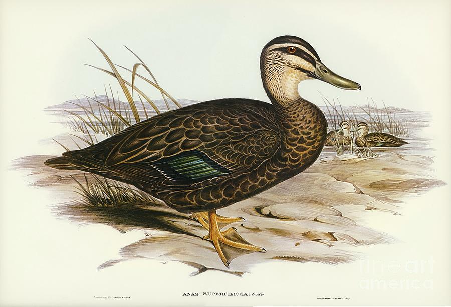 Australian Wild Duck Anus superciliosa illustrated by Elizabeth Gould 1804-1841 for John Gould Painting by Shop Ability