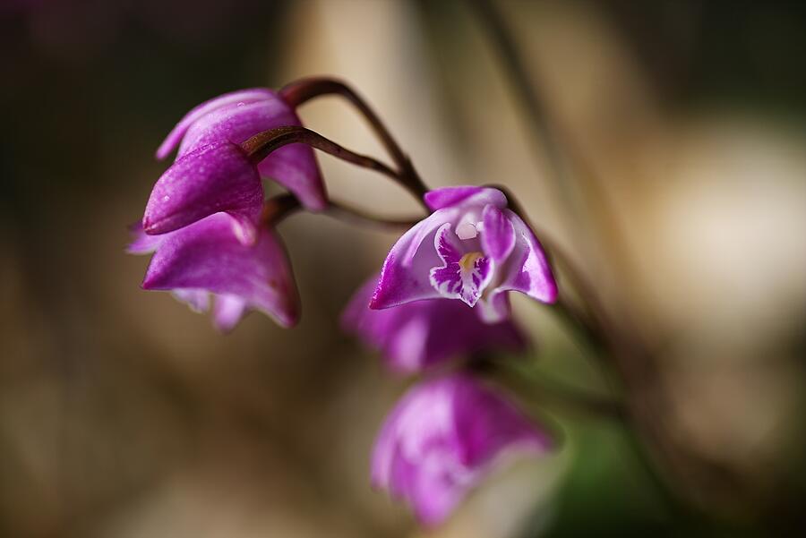 Orchid Photograph - Australias Native Orchid Small Dendrobium by Joy Watson