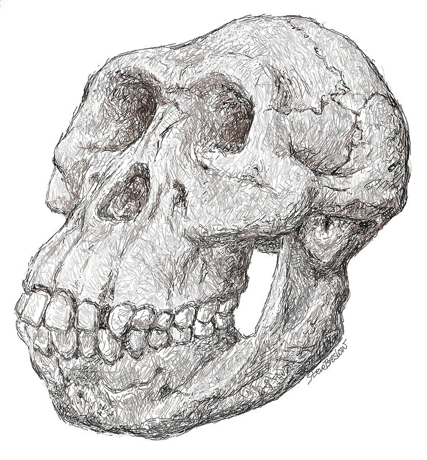  Australopithecus afarensis Digital Art by Steve Breslow