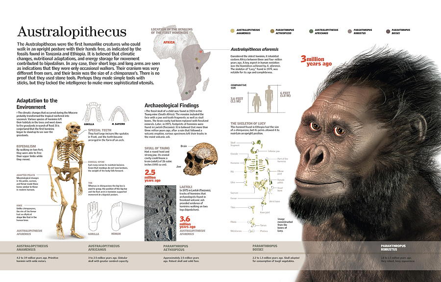 Australopithecus Digital Art by Album