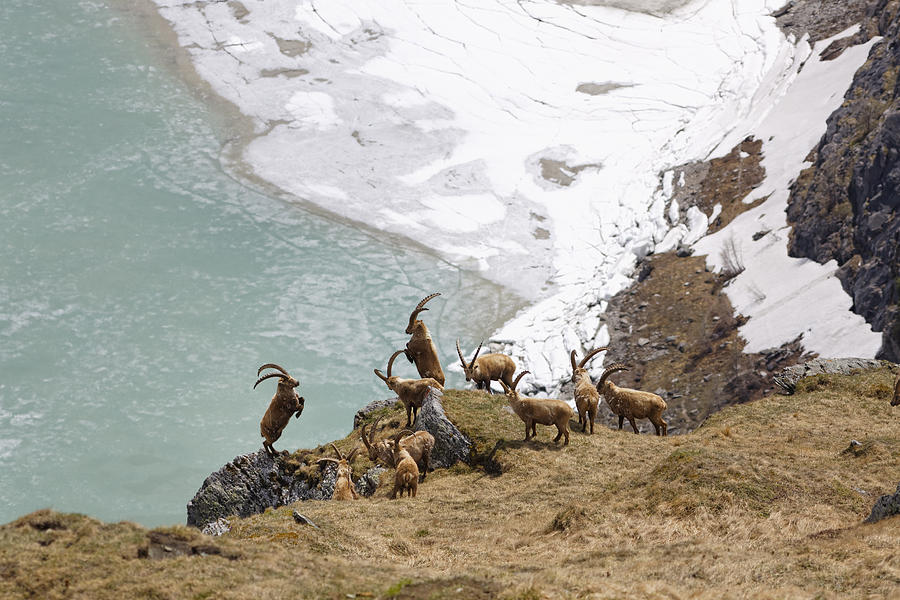 Austria, Carinthia, View of Alpine Ibex Photograph by Westend61