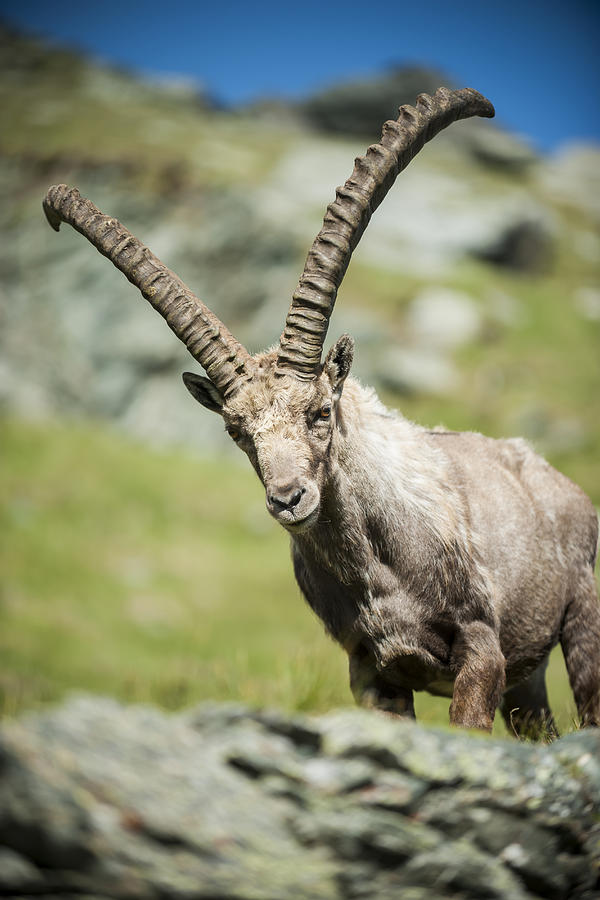 Austria, Grossglockner, Alpine Ibex, Capra ibex Photograph by Westend61